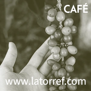 Café Latorref